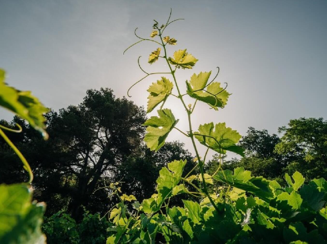 Lire la suite à propos de l’article L’AOP Corbières, terroir millénaire engagé vers l’avenir