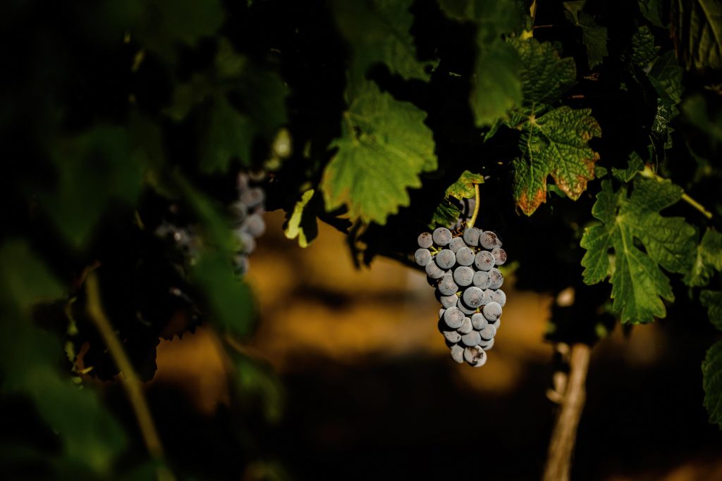 Le Cabernet Sauvignon, un cépage noble et universel.