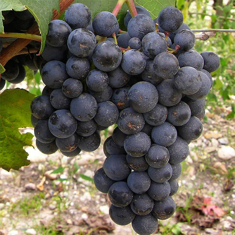 Vous n’avez jamais goûté au Malbec ? Commencez par le  Versant Malbec.