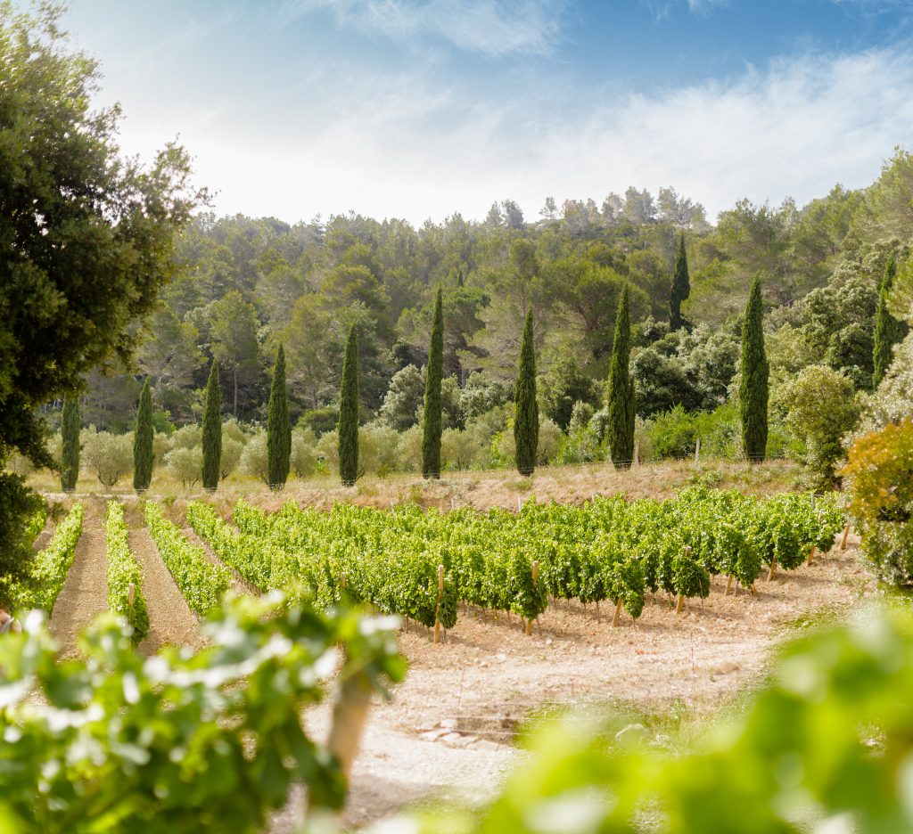 La Syrah, cépage noble du Languedoc : entre puissance et élégance