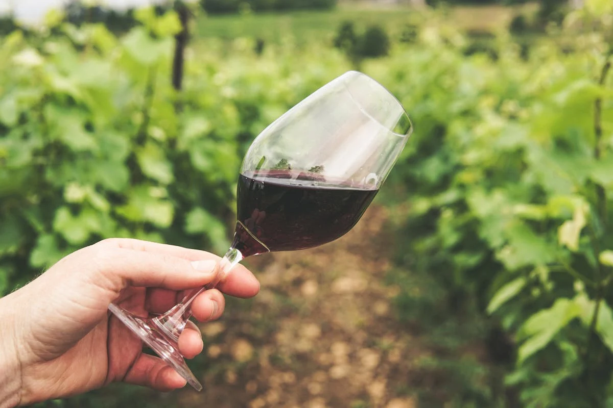 cabernet sauvignon 