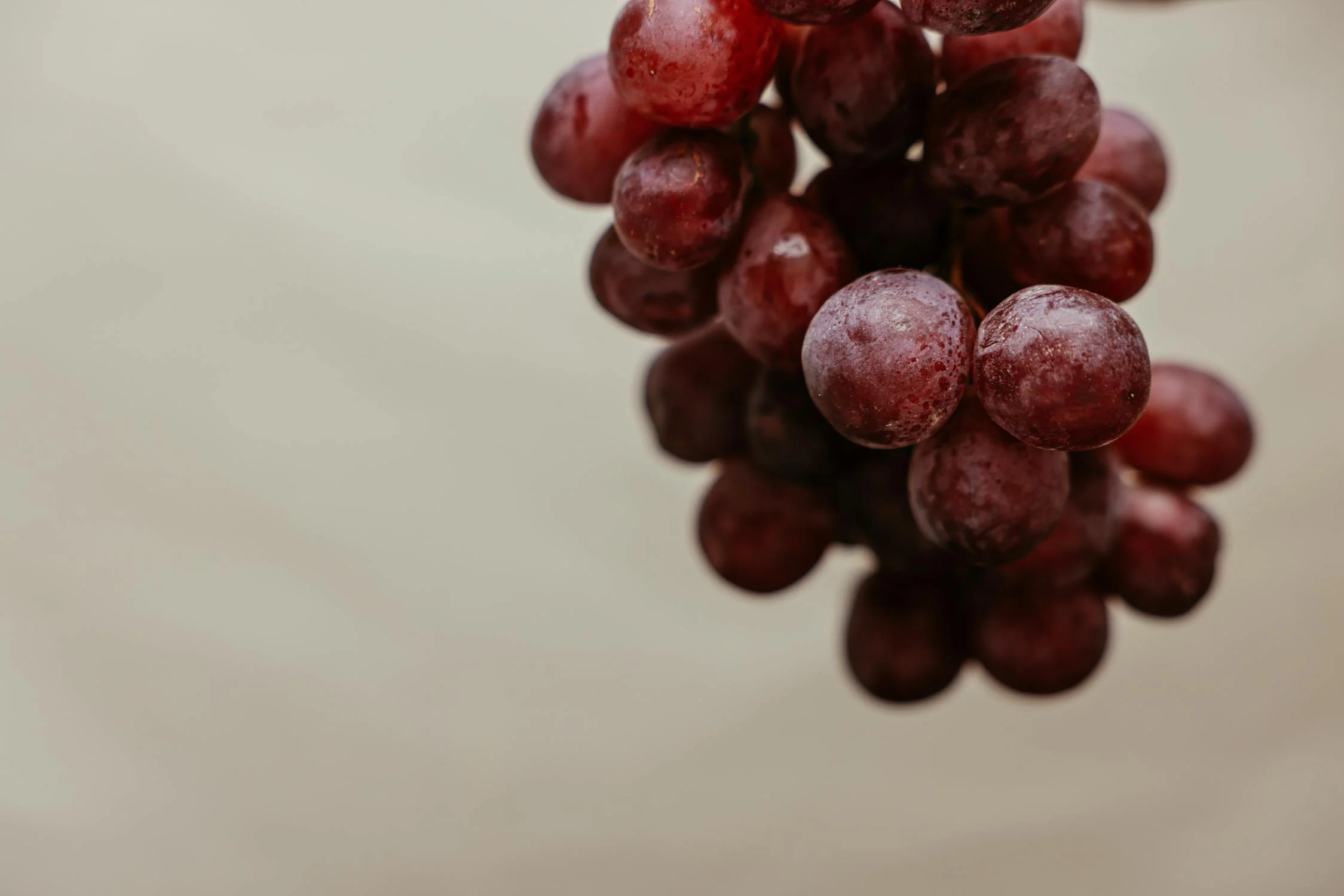la syrah cépage noble du languedoc