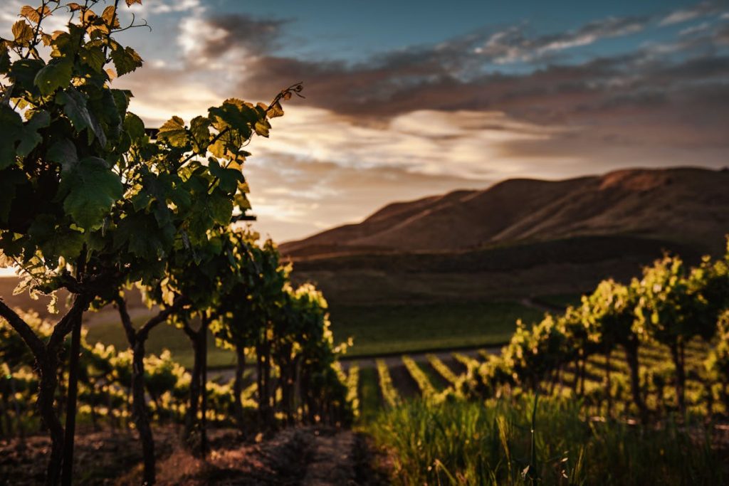 L’AOC Faugères, rare et singulière 
