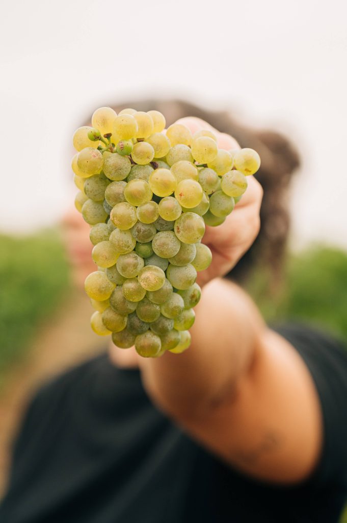 Cepage viognier
