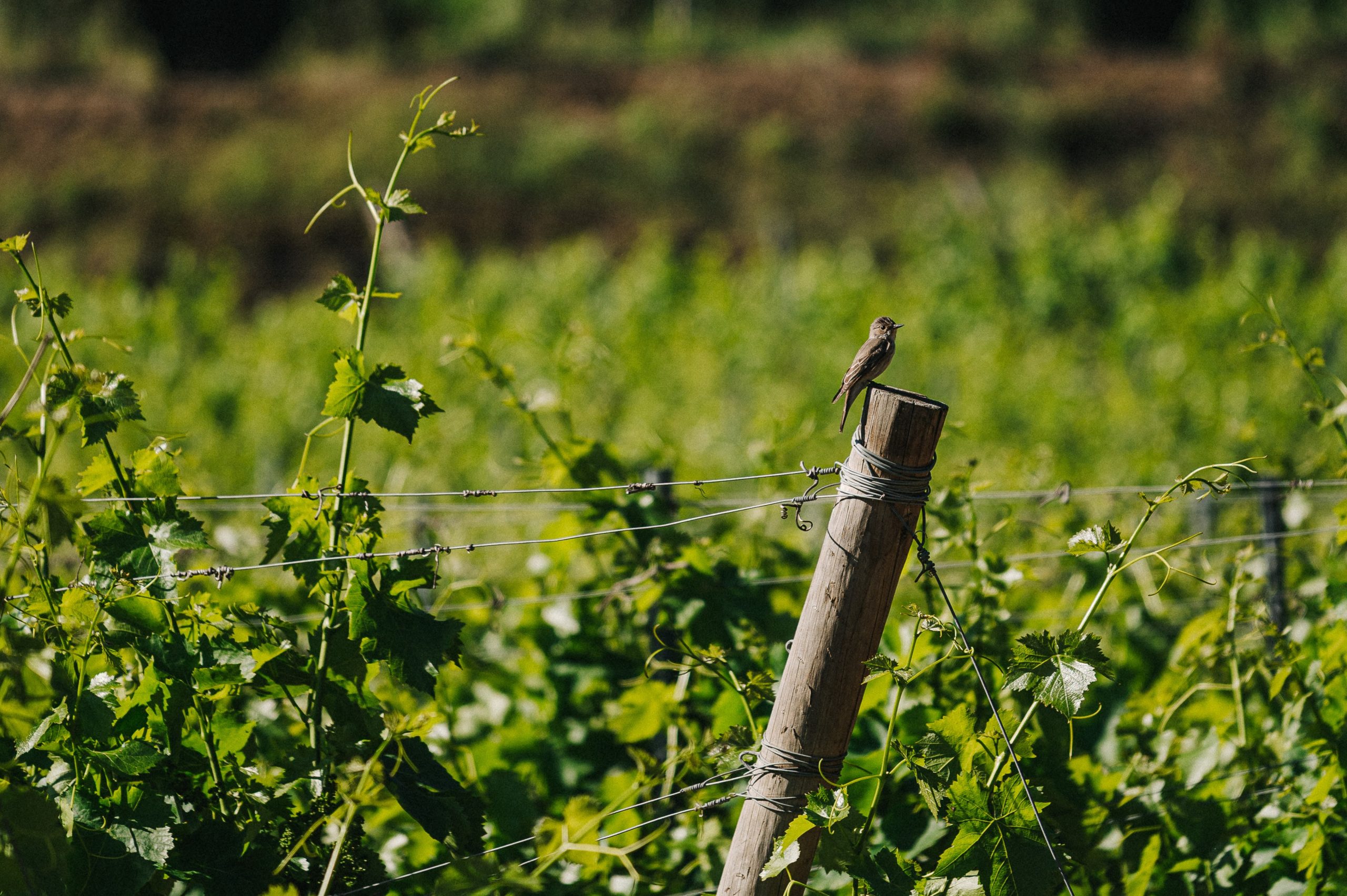 vigne biologique