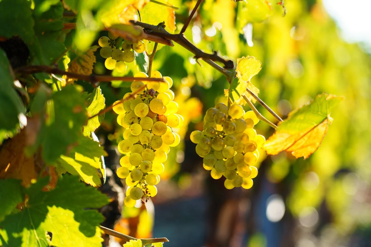 viognier joyau aromatique 
