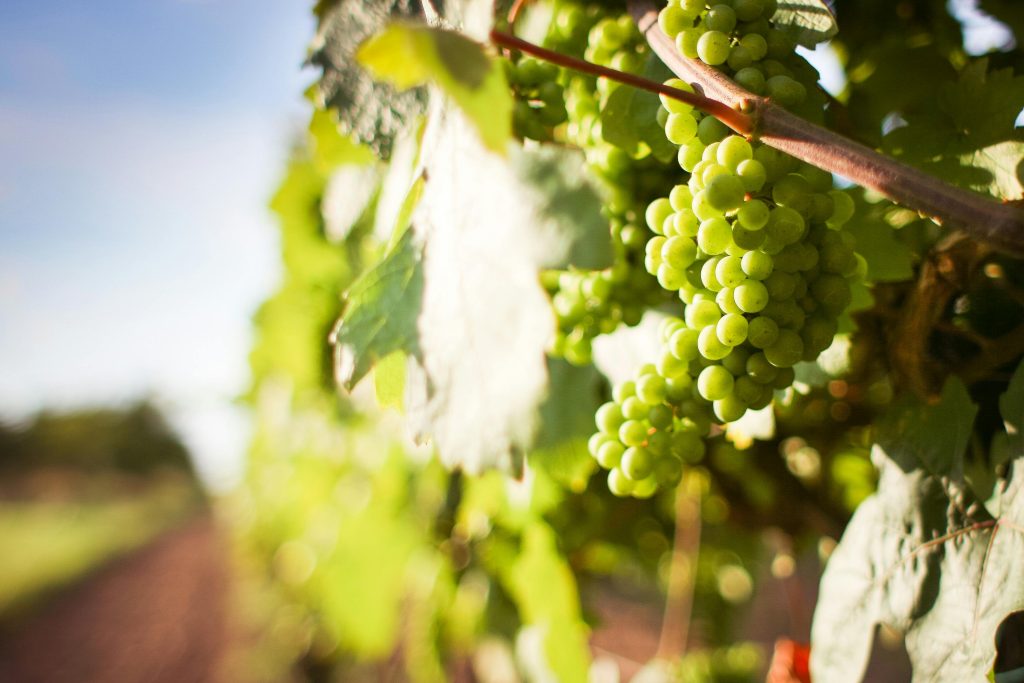 Le vin biologique, enjeu contemporain