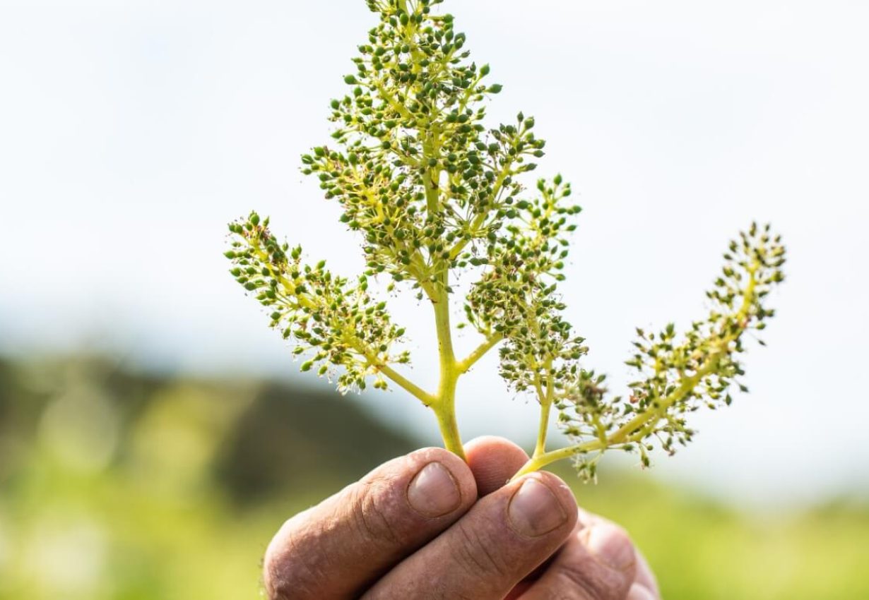 AOP Corbieres HVE, Bio